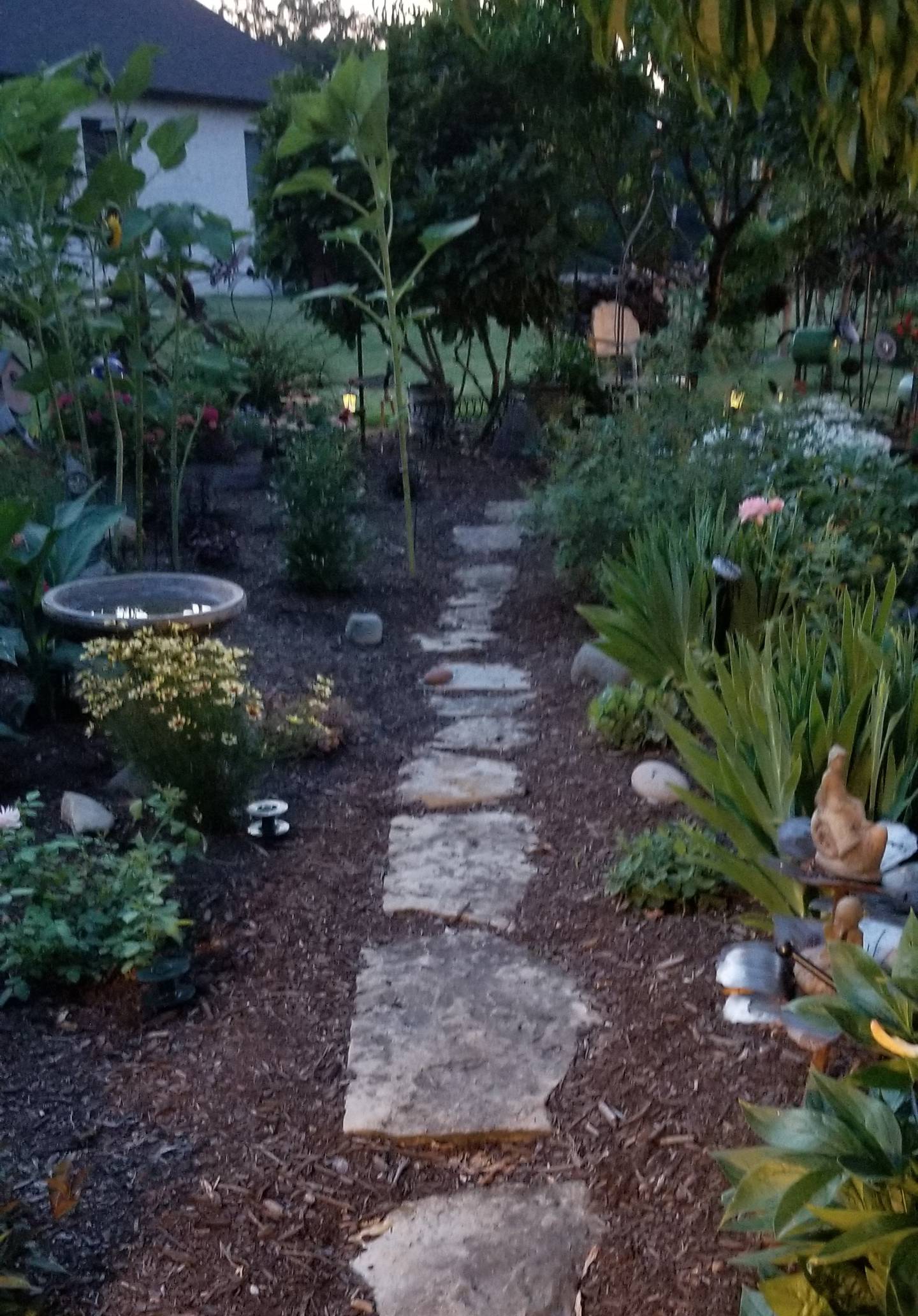 The Berry garden surrounds her home and garden shed. There are numerous varieties of perennials and shrubs, including hostas, sedum, heuchera, echinacea, David Austin roses and hydrangea. Metal art, bubblers, and chimes compete with the bird songs.