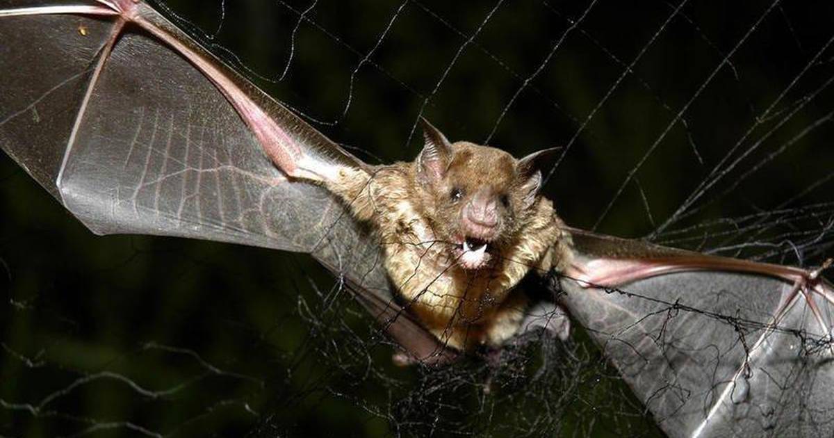 Beware of bats, exposure to rabies – Shaw Local