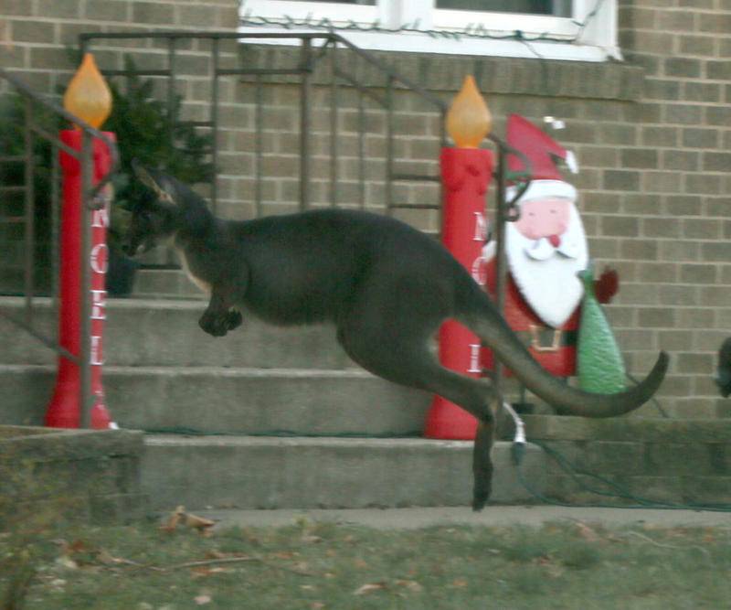 A wallaroo jumps in front of Christmas decorations outside a house in Peru.