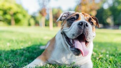 Keep pets calm and safe during Fourth of July celebrations