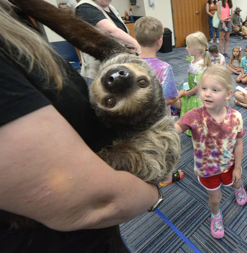 Scarlett Clodfelter gets up and close with Stella the Sloth Thursday at the Reddick Library in Ottawa.  Jessica Reedy of Animal Quest brought Stella to increase knowledge and give the opportunity for children to have a meet and greet.