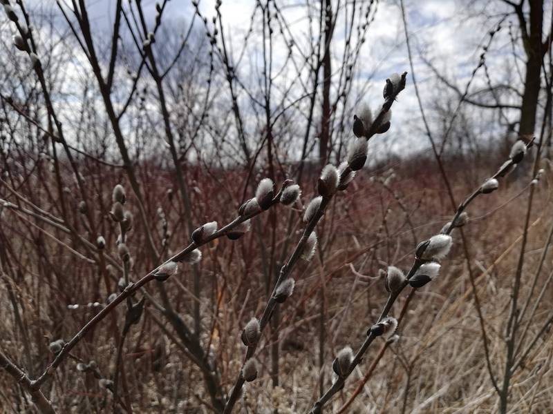 Named for the gray buds of its male flowers, our native pussy willow is an important source of pollen and nectar for early spring insects.