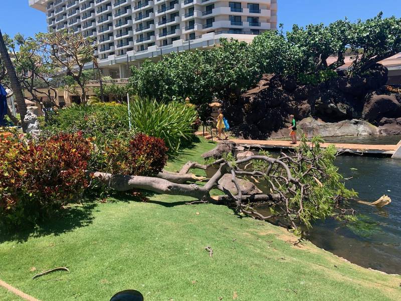 Linda Lambdin and her husband Jim Lambdin, along with their granddaughters, ages 15 and 22, arrived at a Lahaina resort in Maui on Aug. 5, shortly before deadly wildfires swept through the region. They enjoyed less than two days of their vacation before high winds began.