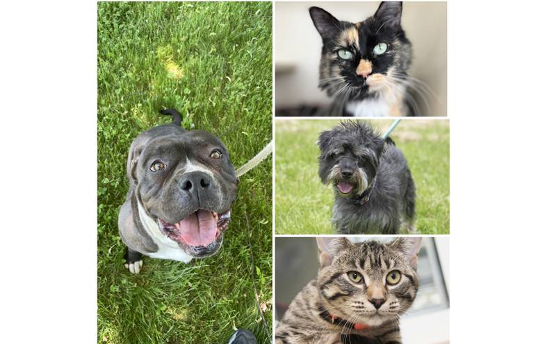 The Herald-News presents this week’s Pets of the Week. Read the description of each pet to find out about it, including where it can be adopted in Will County.