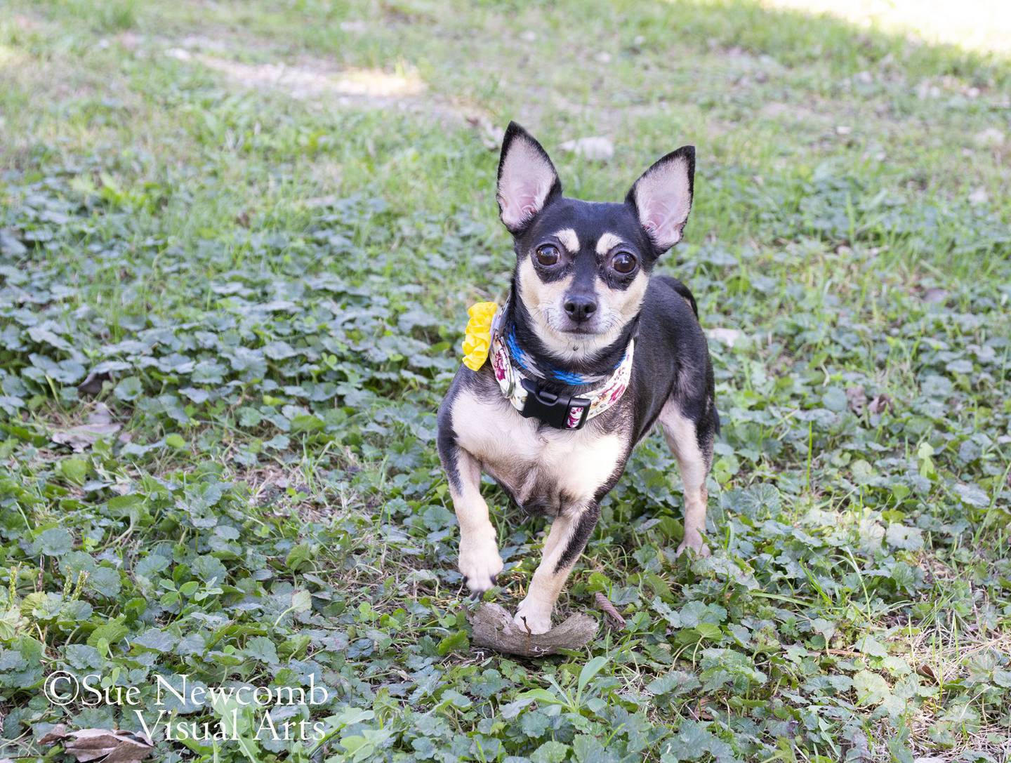 Kiwi is a senior, female Chihuahua mx. She is shy at first until she gets to know you – then she’ll follow you everywhere. She has a grade 4 heart murmur and is in mild heart failure, but she’s taking medication to slow the progression. Kiwi needs a loving forever home for her retirement. Contact the Will County Humane Society at willcountyhumane.com and follow the instructions for the adoption process.