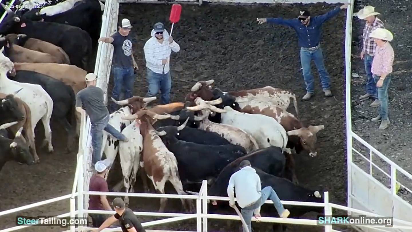 SHARK footage of the Sept. 28, 2025, rodeo event held at 18316 Kishwaukee Valley Road in Woodstock appears to show participants kicking and hitting steers in a closed pen.