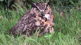 Down the Garden Path: Owls in Illinois