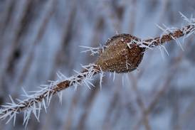 Good Natured in St. Charles: Goldenrod galls home to wondrous life process