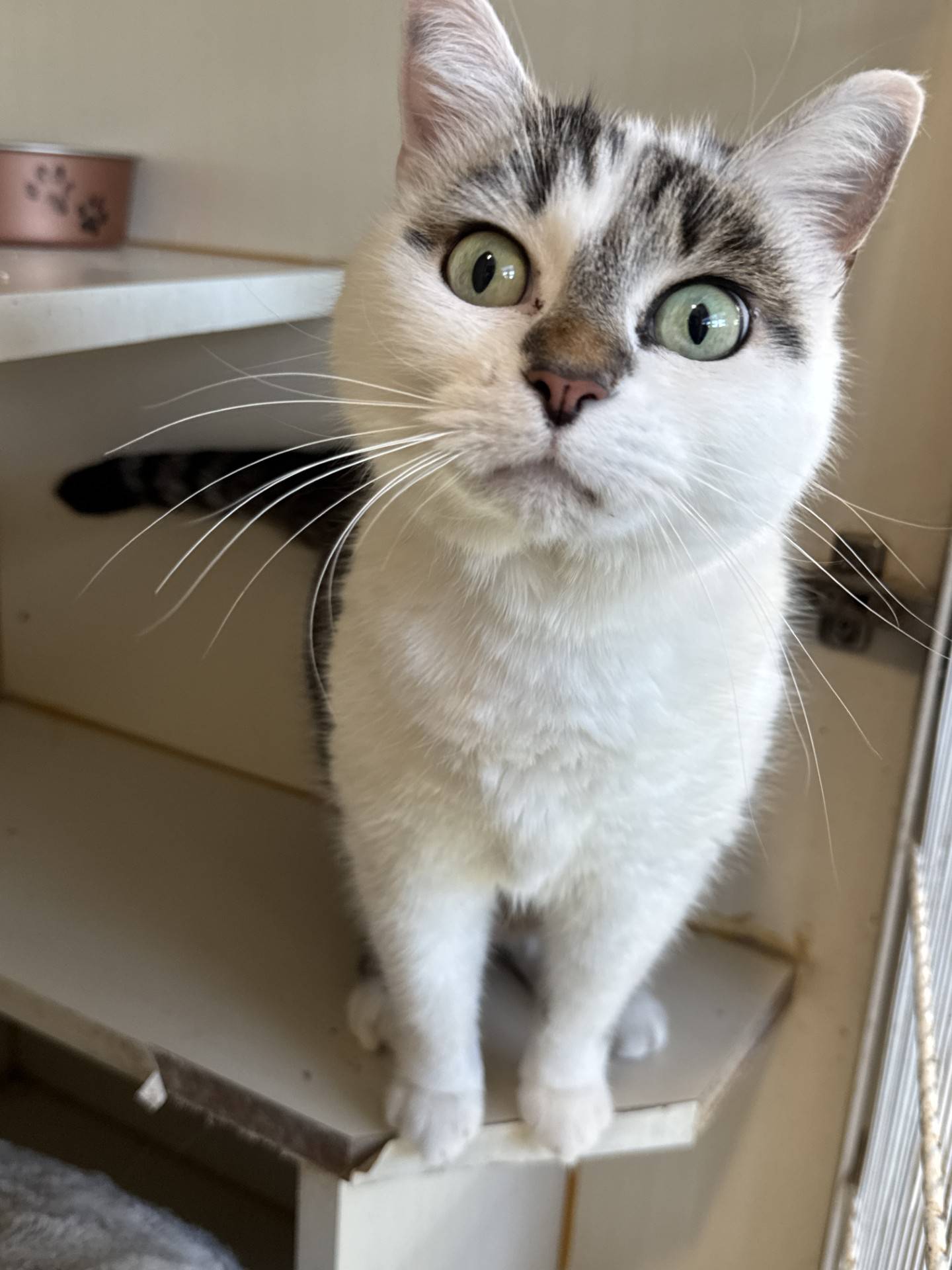 Six-year-old Emma Jane was relinquished to NAWS when her family became homeless. Emma Jane is sweet, friendly with people, and curious when visitors stop to give her pets and attention. She used to be an only cat, so being in the shelter is overwhelming and stressful for her. She copes by jumping to high places to observe and be left alone. Emma Jane will a great companion kitty but should be the only pet in the home. To meet Emma Jane, email Catadoptions@nawsus.org.  Visit nawsus.org.