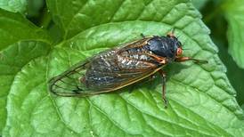 Photos: Cicada emerge in McHenry County after long underground slumber