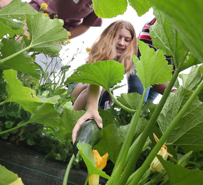 Jordan Hargrave, 12, from Kingston, picks a zucchini Wednesday, July 27, 2022, during the Sustainable Food Safari Camp's stop at Walnut Grove Vocational Farm in Kirkland.