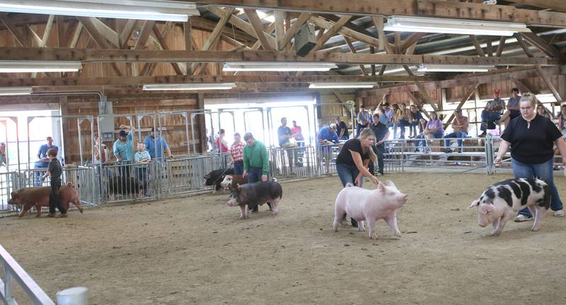4-H contestants show pigs during the La Salle County 4-H Fair on Friday, July 14, 2023 in Ottawa.