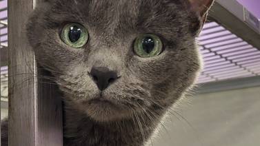 Beautiful feline ready to begin her new life