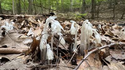 Down the Garden Path: Ghost of a Plant
