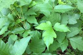 Down the Garden Path: What to know about poison ivy