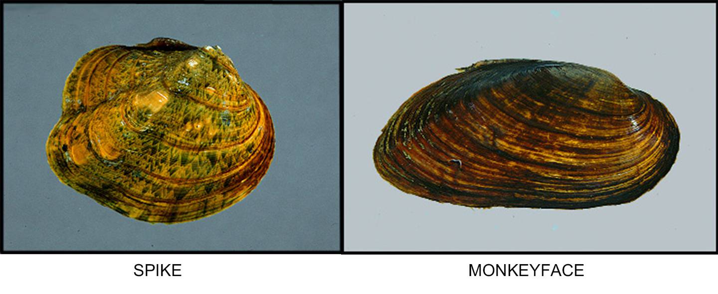 The Spike and Monkeyface mussels, as photographed for the Illinois Natural History Survey Mollusk Collection.