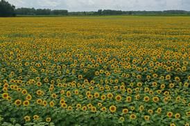 Photos: Matthiessen sunflower field attracts tourists, locals and pollinators