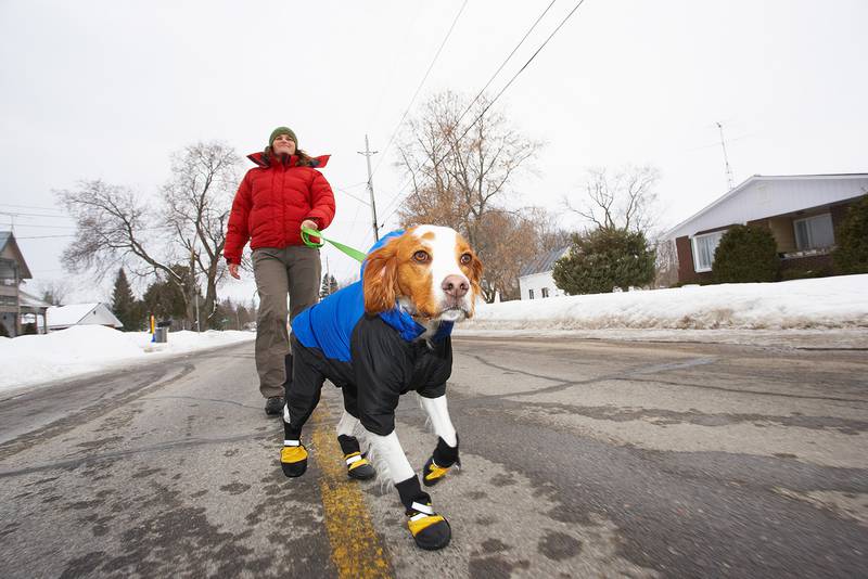 All Creatures Great & Small - Tips For Keeping Furry Friends Healthy Through Illinois Winters