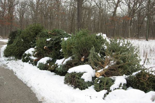 Turn your holiday tree into trails