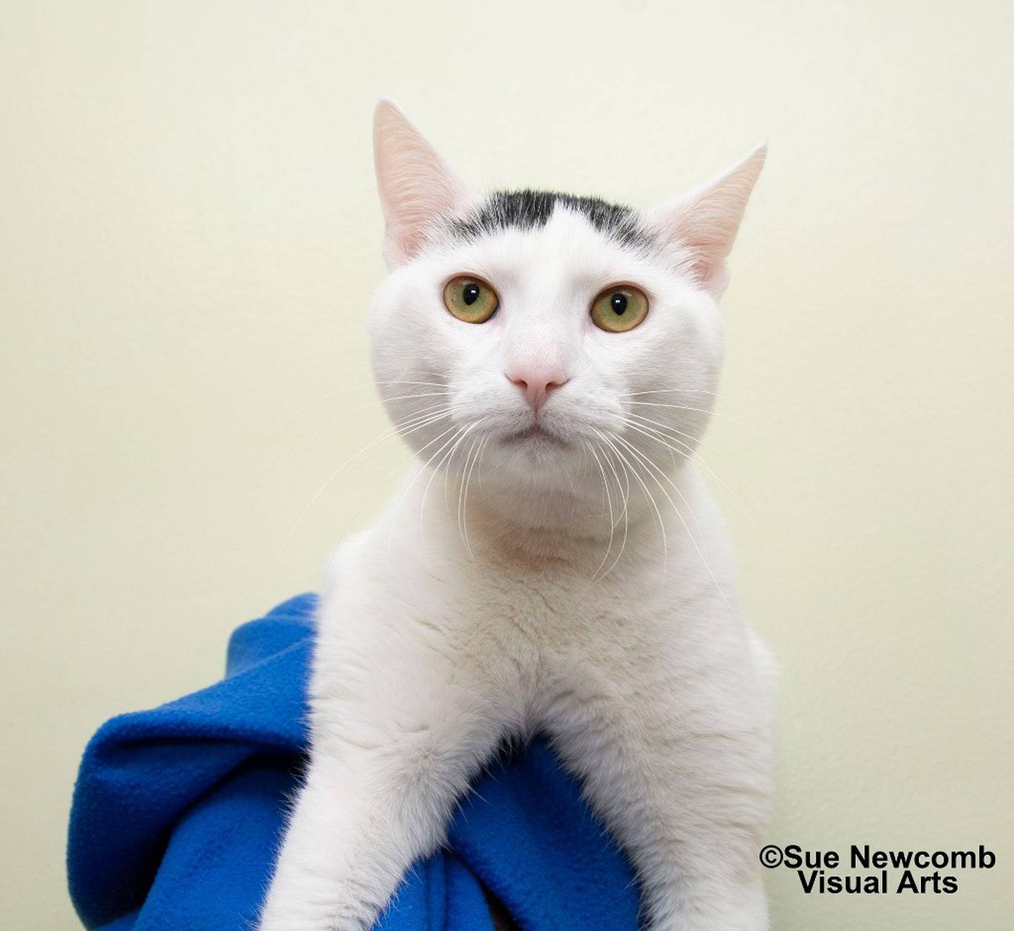 One-year-old Tony came from local animal control after being surrendered. He’s an incredibly sweet, loves attention from humans, and will happily jump onto chests or shoulders to hangout. Tony does well with other cats. Contact the Will County Humane Society at willcountyhumane.com and follow the instructions for the adoption process.