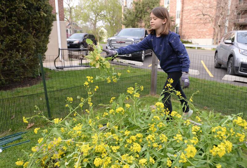 People including Daphne Nelsen of Willowbrook clean the weeds out of the garden at  St. Andrew's Episcopal Church  to prep for a new one on Earth Day Monday, April 22, 2024.