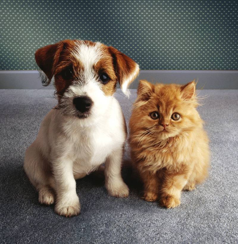 All Creatures Great & Small - Feast with Fido: pet-friendly Thanksgiving tips