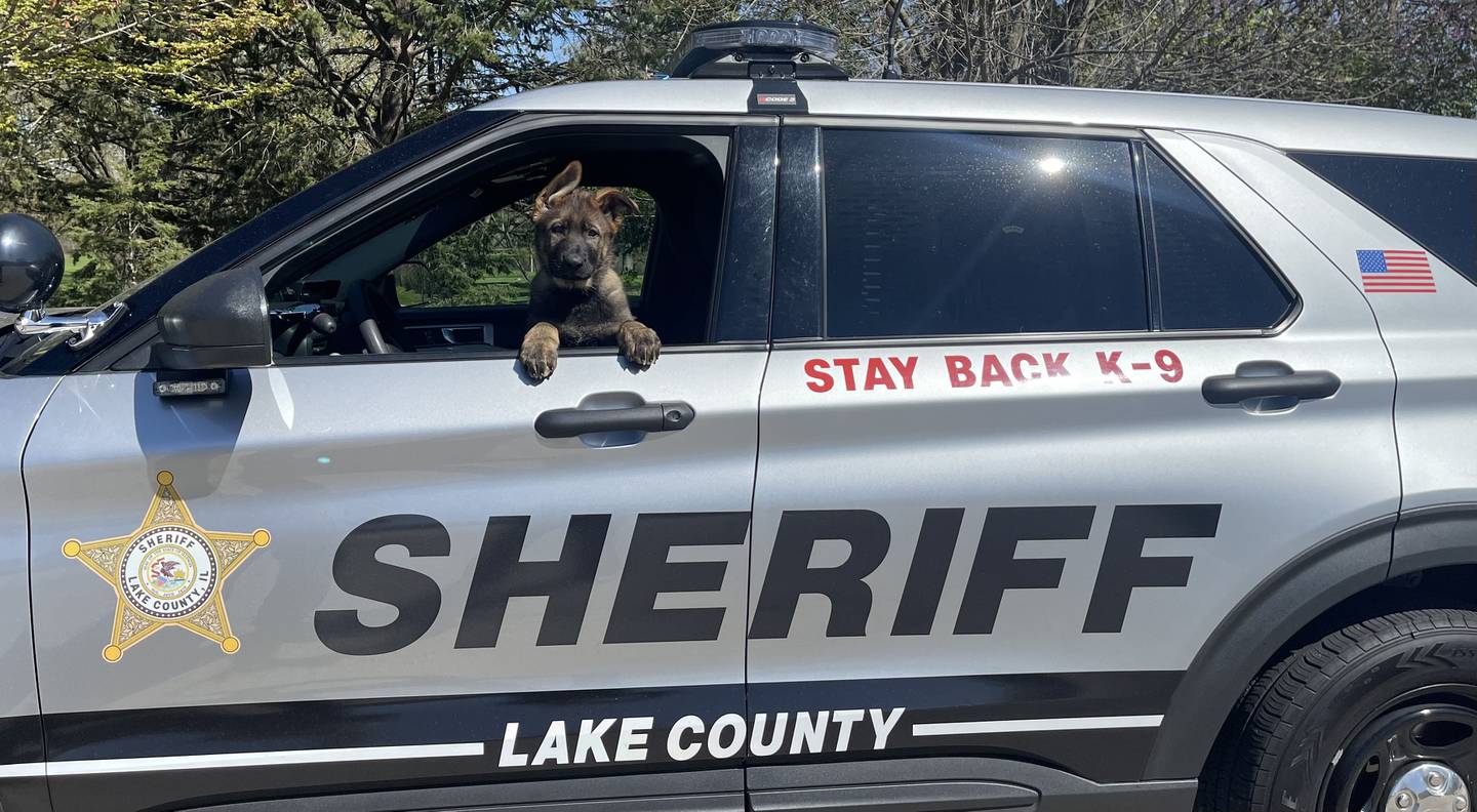 Lake County Sheriff John D. Idleburg is proud to announce that K9 Lux, a direct offspring of the late K9 Dax, has officially joined the Lake County Sheriff’s Office as its newest police canine.
