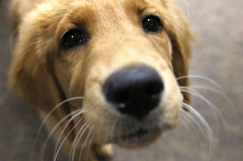 Honey, the new support and comfort golden retriever, on Wednesday, September 11, 2024, in Woodstock. Currently, the puppy is in the socializing stage of her training.