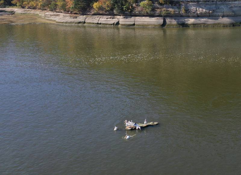 Pelicans stand on top of an exposed rock below the historic Starved Rock icon on Wednesday, Sept. 17, 2025 in Starved Rock State Park. The Illinois River is flirting with an all-time record low as lack of rainfall across the Illinois Valley remains sparse.
