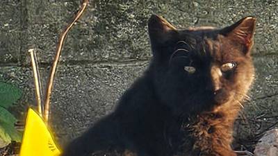 La Salle County Sheriff encourages trap-and-release for feral cats