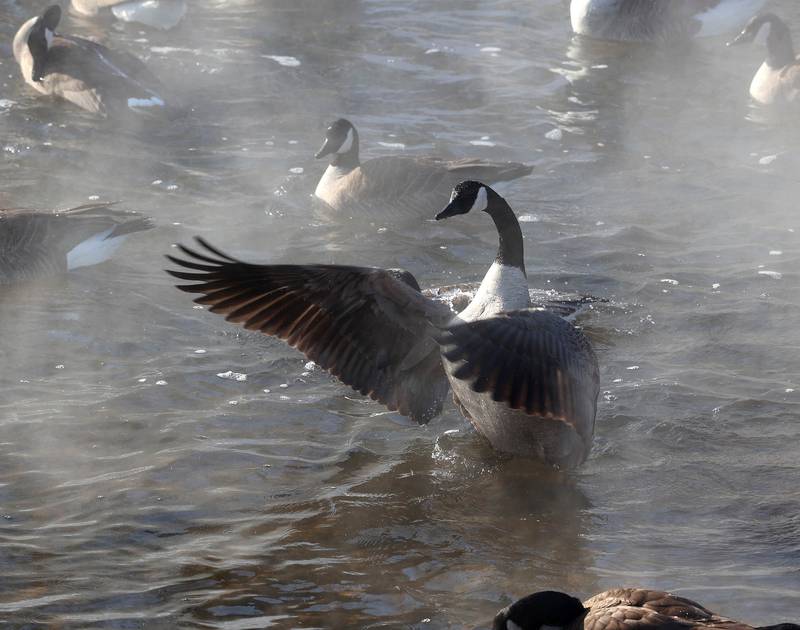 A Canada goose stretches his wings among others seeking refuge from the cold as steam rises from the warmer water Friday, Jan. 23, 2026, in the Kishwaukee River near Hopkins Park in DeKalb. Temperatures fell to well below zero degrees Friday, one of the coldest days of the year.