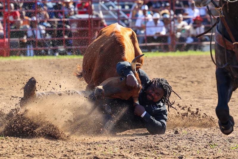 Robert Hughes, of Crete, takes down a steer in the steer wrestling competition during the 50th Pembroke Rodeo on Sunday, May 24, 2026. Hughes, a former NFL player, has been a lifelong rider and has been coming to the Pembroke Rodeo for 37 years.