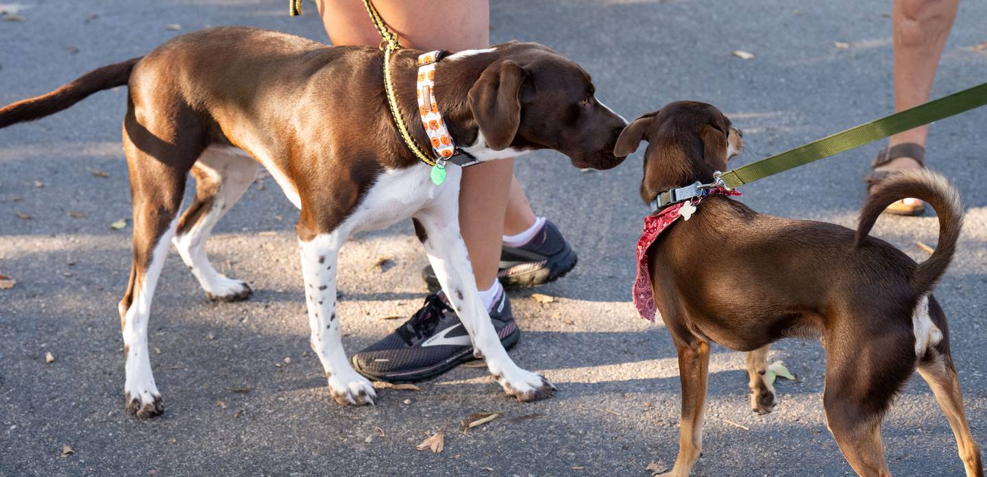 Tails Humane Society's Mutt Strut 5K Run and Walk