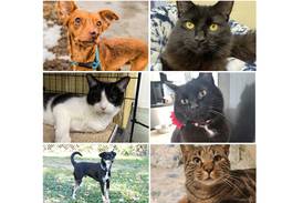 Will County Pets of the Week: March 17, 2025