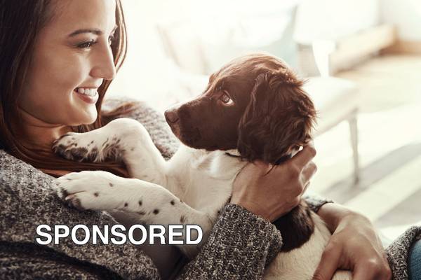 Celebrate Adopt a Shelter Dog Month With These Tips