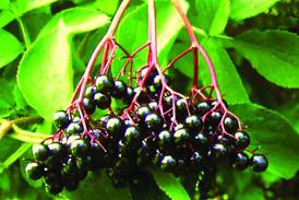 Harvard receives Tree City USA designation, plans ‘food forest’ planting Sunday