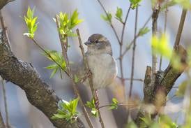 Kane County Audubon Society events set for May
