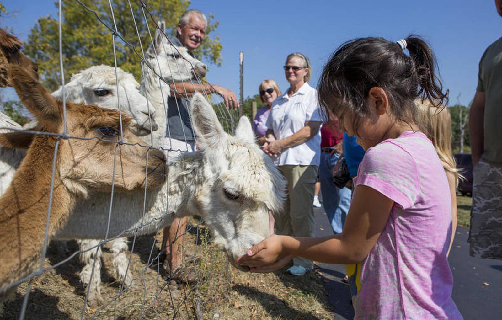 5 Things to Do Huntley Fall Fest and Algonquin Kite Fest Shaw Local