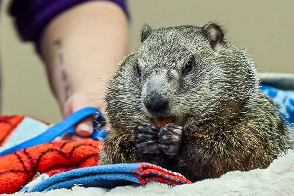 A groundhog called Wanda