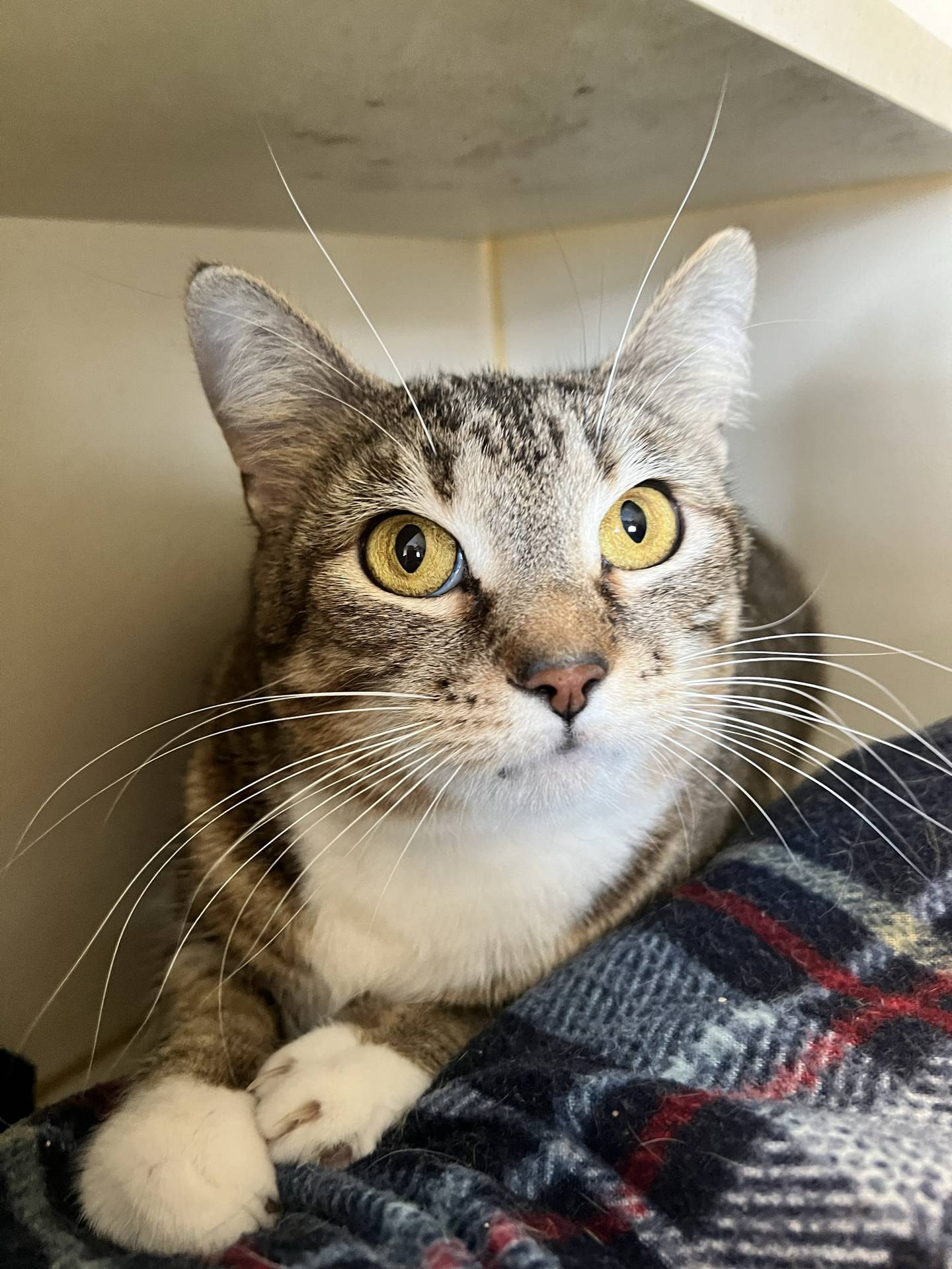 Bri is a 2-year-old tabby that was rescued from a high kill shelter. She is very gentle, curious and lovable.  She is a little shy initially, but she shows her sweet personality once she warms up. She loves pets and attention. To meet Bri, email Catadoptions@nawsus.org. Visit nawsus.org.