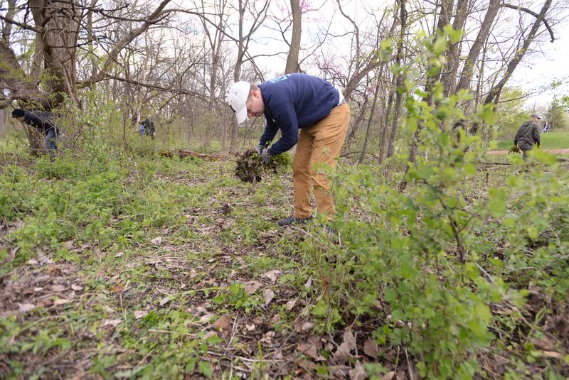 Matt Tower of Glen Ellyn participates in the Clean Up of Ackerman Woods as part of a team effort with Cub Scout Troop 158 and the Glen Ellyn Park District for Earth Day Saturday, April 20, 2024.