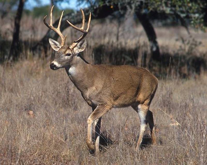 St. Charles currently does not allow hunting of any kind.

And aldermen have no desire to lift that prohibition. The issue was discussed during the St. Charles City Council’s Government Operations Committee meeting on Monday after Timbers subdivision resident Molly Zacker in December voiced concerns to aldermen about the increasing number of deer in her neighborhood and the city.