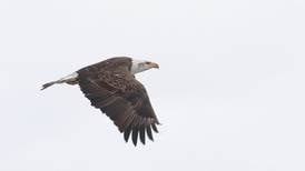 Starved Rock braces for (and welcomes) Eagle Watch weekend