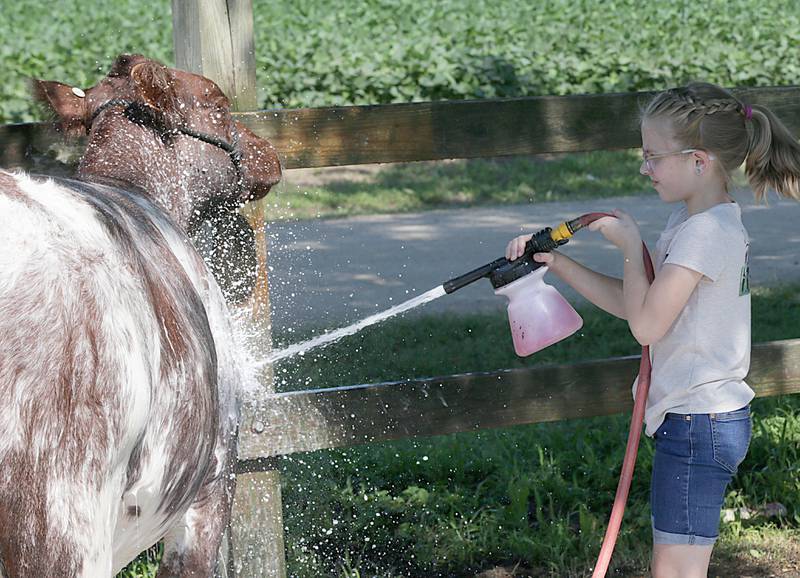 Grace Miles of Minonk, washes her cow before showing it in the Marshall-Putnam 4-H Fair on Wednesday, July 20, 2022 in Henry.