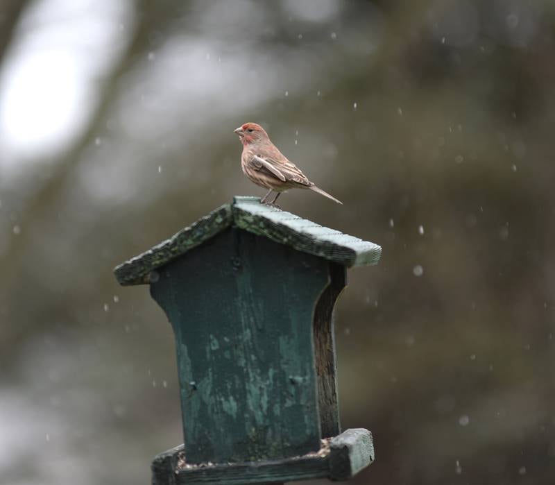 A house finch sits on a bird feeder on Tuesday, Dec. 31, 2024 as light snow falls across Ogle County, Winter weather was forecast for the remainder of the week.