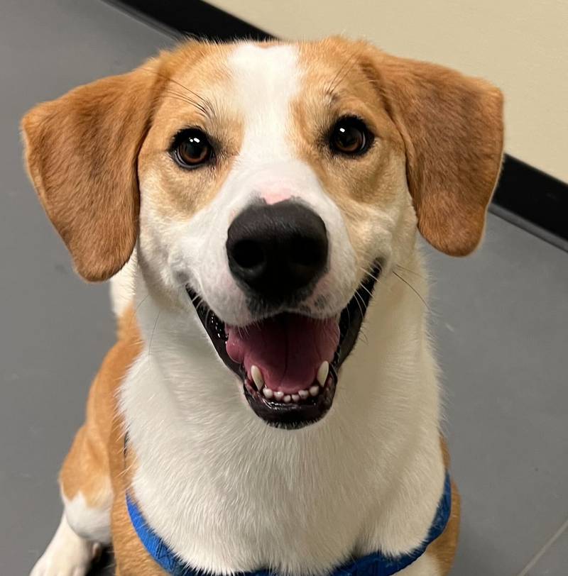 Natalia is Save-A-Pet's pet of the week for Jan. 15, 2026.