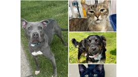 Will County Pets of the Week: June 30, 2025