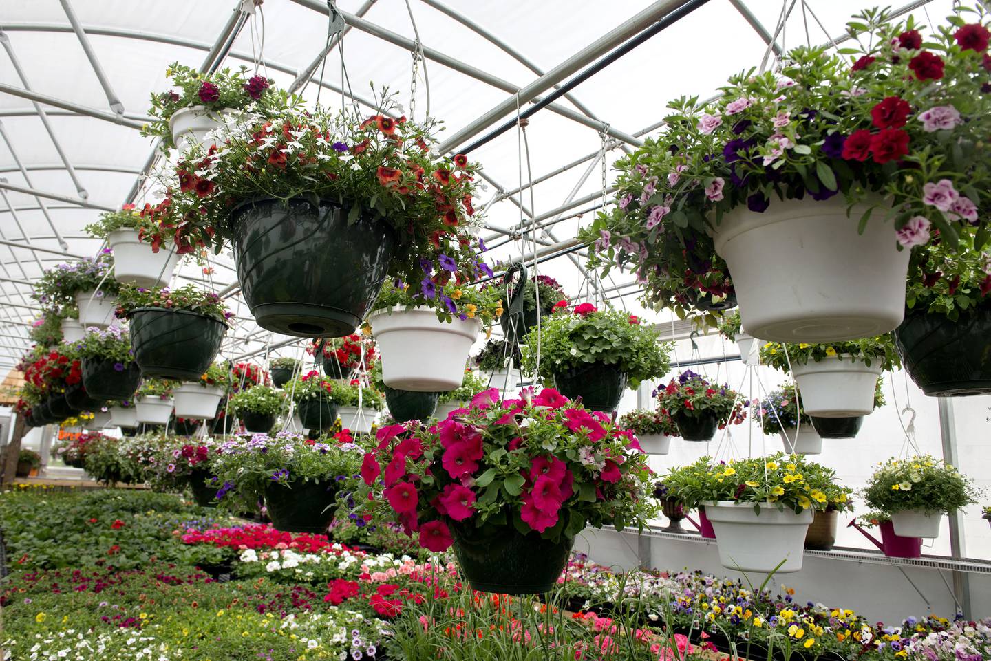 Hanging baskets filled with colorful flowers make a great gift for yourself or a loved one.