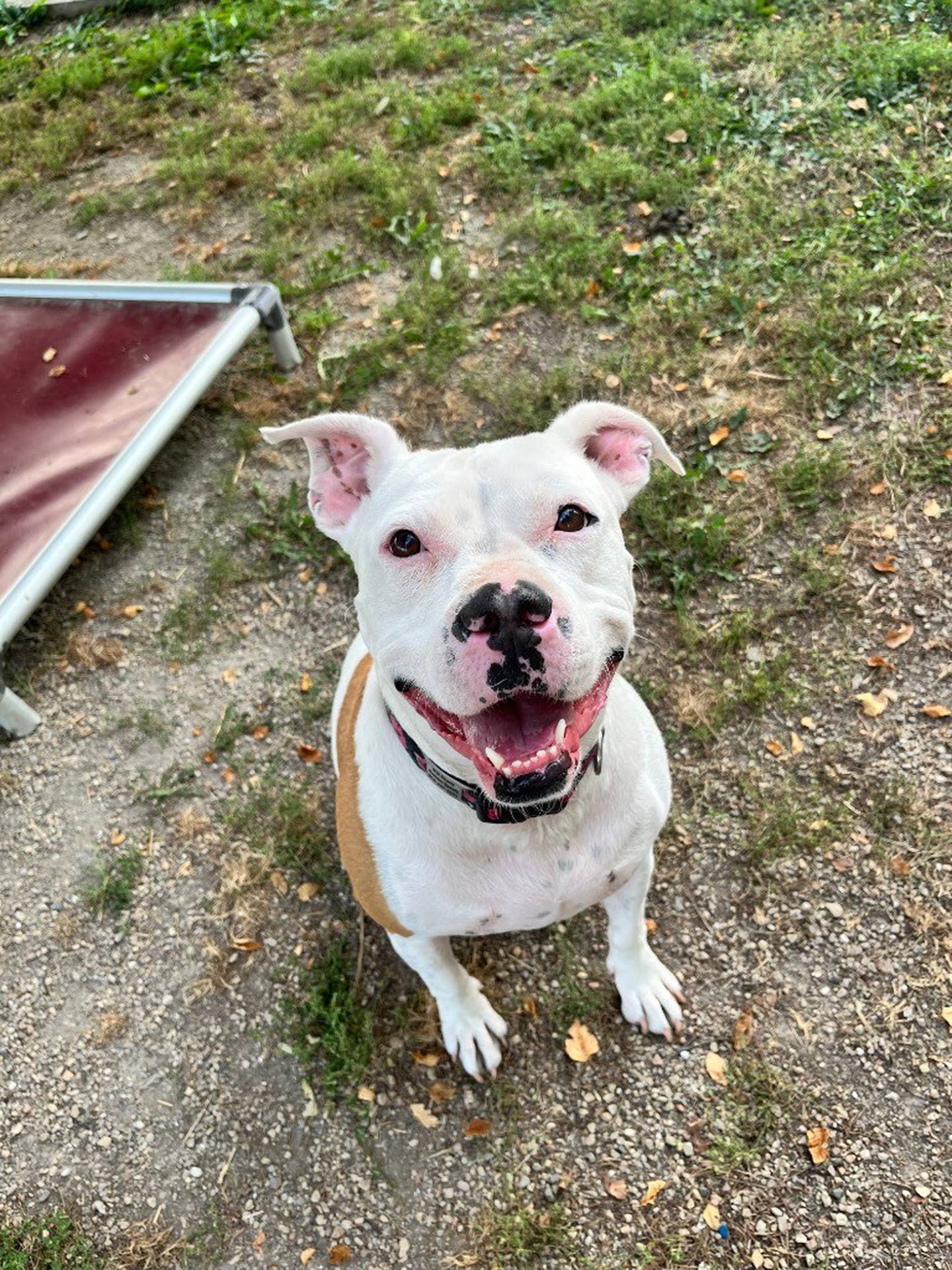 Queenie is a 5-year-old, 70-pound pit mix who is full of energy and loves to play. She has no sense of personal space and just wants to be on top of people and in their faces. Queenie has waited at the humane society for nearly three years for a forever family. Queenie needs a home without cats or other dogs and no young children. Contact the Will County Humane Society at willcountyhumane.com and follow the instructions for the adoption process.