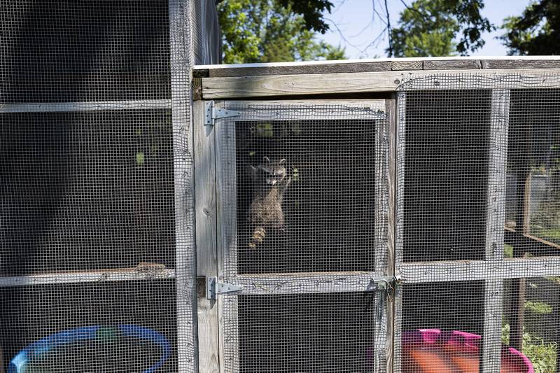 A young raccoon clings to an enclosure screen door Thursday, June 26, 2025, at Jane Hochstatter’s rural Amboy farm.